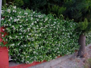 Φυτά για φράχτες: ρυγχόσπερμο