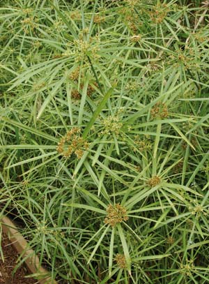 Cyperus-alternifolius