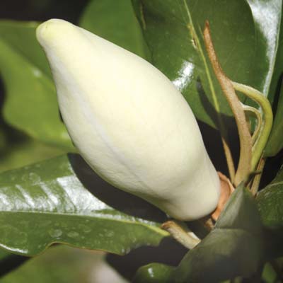Κλειστό λουλούδι της Magnolia grandiflora