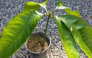 Μάγκο σε γλάστρα