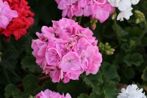 γεράνι-pelargonium-zonale