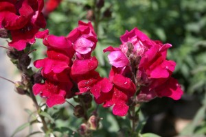σκυλάκι antirrhinum-majus