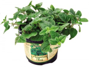 origanum-vulgare
