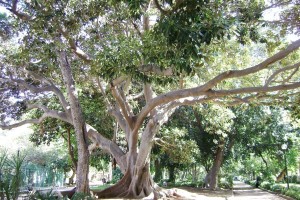 Ελαστικοφόρος φίκος, Ficus elastica