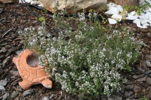 Θυμάρι ή θύμος (Τhymus vulgaris)