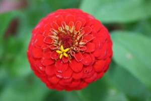 Ζίννιες - Zinnia elegans, Compositae