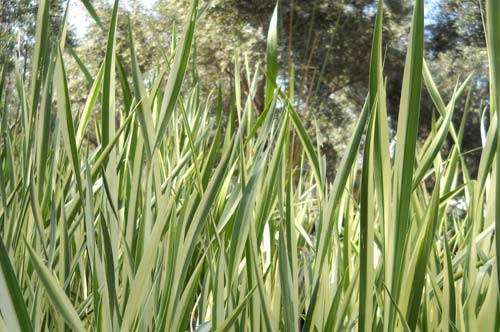 Acorus-calamus-variegatus