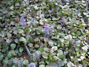 Αγιούκα - Ajuga reptans