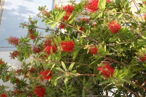 Καλλιστήμονας - Callistemon citrinus