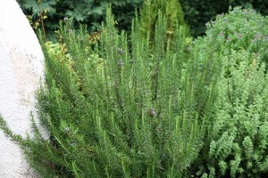 Δενδρολίβανο - Rosmarinus officinalis