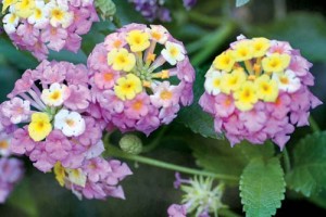 Λαντάνα - Lantana camara