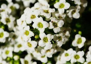 Άλυσσος - Alyssum maritimum