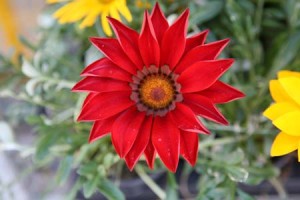 Γκαζάνια (Gazania rigens ή splendens, Asteraceae)