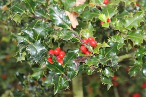 Ίλεξ ή αρκουδοπούρναρο (Ilex aguifolium, Aquifoliaceae)