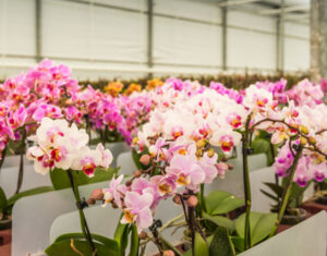 orchids