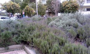 ΕΔΑΦΟΚΑΛΥΨΗ ΜΕ ΤΡΙΑ ΕΙΔΗ ΛΕΒΑΝΤΑΣ ΣΤΗΝ ΚΑΡΔΙΑ ΤΟΥ ΨΥΧΙΚΟΥ