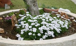 Διμορφοθήκη, Dimorphotheca aurantiaca, Compositae