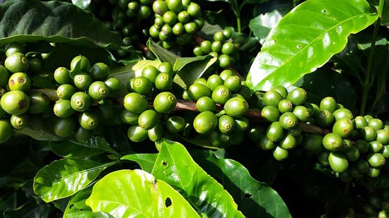Κλαδί καφεόδενδρου, με χλωρούς καρπούς