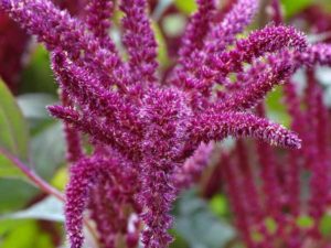 Αμάρανθος (Amaranthus sp., Amaranthaceae)