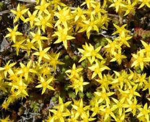 Αμάραντος Sedum acre, Crassulaceae