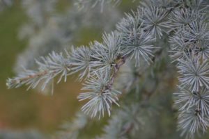 πικέα-picea