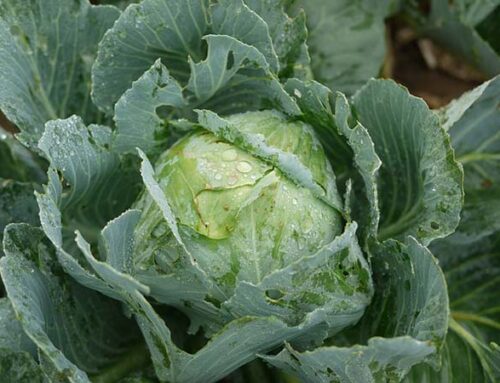 Σπορά και μεταφύτευση για κουνουπίδι, μπρόκολο, λάχανο