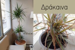 Δράκαινα