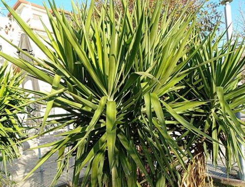 Γιούκα, καλλωπιστικό φυτό με εντυπωσιακά και μυτερά φύλλα.