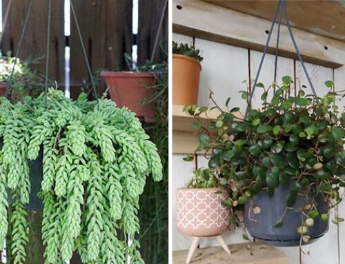9 φυτά εσωτερικού χώρου κατάλληλα για κρεμαστά καλάθια