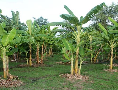 Καλλιέργεια μπανάνας στον κήπο και στη γλάστρα