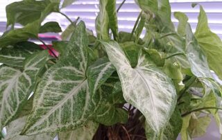 Συγκόνιο - sygonium indoor plant